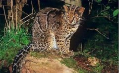 家貓品種-國(guó)內(nèi)家貓的品種介紹