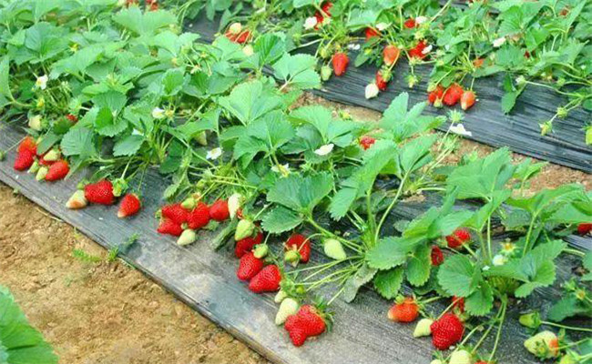 草莓什么時(shí)間成熟上市