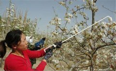 李子花期如何管理？李子花期有哪些注意事項(xiàng)？
