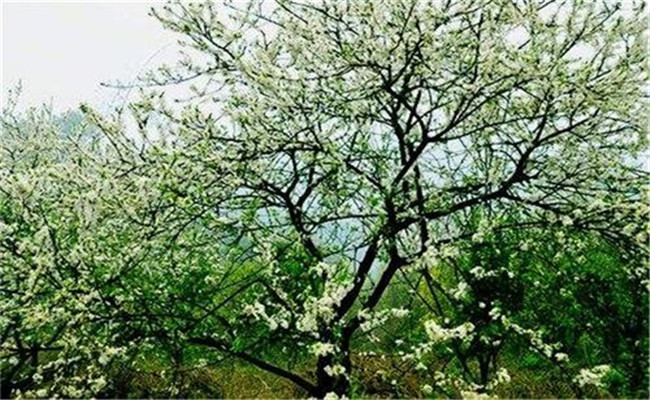 防治李實(shí)蜂等蟲害