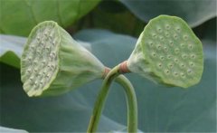 蓮蓬是荷花的什么部分，蓮蓬什么季節(jié)成熟