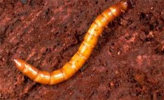 絲瓜溝金針蟲有什么危害，怎么防治溝金針蟲？