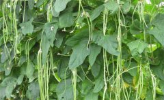 豆角有幾種，豆角是什么季節(jié)的蔬菜