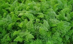 胡蘿卜花葉病毒病的發(fā)病規(guī)律是什么，如何防治