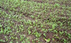 影響胡蘿卜出苗率的因素有哪些？