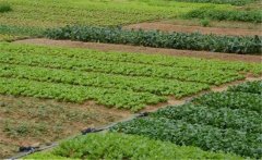 春季大白菜如何種植？大白菜種植技術(shù)！