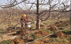 櫻桃如何種植？櫻桃種植管理方法是什么？