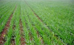 冬小麥如何施肥？小麥的需肥特點是什么？