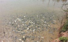 鯽魚養(yǎng)殖密度多少合適？鯽魚飼喂注意事項
