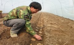 一畝地需要多少斤姜種，能產(chǎn)多少斤生姜？