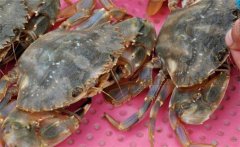 梭子蟹產(chǎn)地在哪里，梭子蟹怎么養(yǎng)？