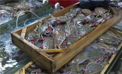 梭子蟹什么時候上市，怎么挑選梭子蟹？