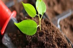 多菌靈可以直接澆灌嗎？如何使用多菌靈灌根？