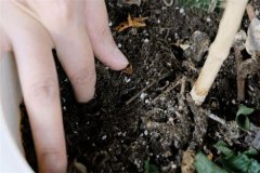 多菌靈可以直接拌花土嗎？多菌靈土壤消毒方法