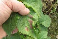 土豆的主要病害有哪些，用什么藥防治？