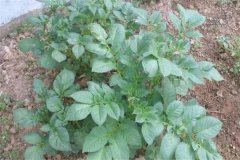 土豆秧用不用打尖和打叉，開花后施什么肥料？