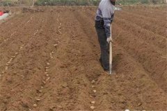 土豆什么時候種合適？土豆苗期的管理要點(diǎn)