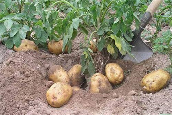 如何提高土豆的產(chǎn)量