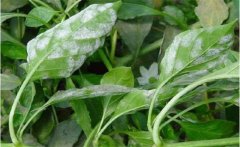 如何預(yù)防辣椒葉霉病，防治辣椒葉霉病用什么藥