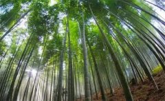 毛竹的生長(zhǎng)特點(diǎn)，毛竹的變種、變型及品種簡(jiǎn)介