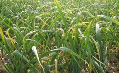 大蒜黃葉和干尖的原因是什么，怎樣解決？