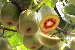 獼猴桃的品種有哪些？