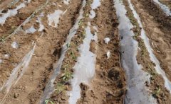 種植黃瓜如何起壟？大棚黃瓜起壟栽培技術(shù)要點