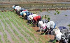 中稻幾月播種幾月收獲，如何防治中稻病蟲害