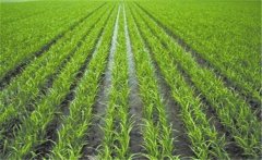 雜交水稻的株距行距是多少？雜交水稻種植技術(shù)