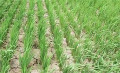 水稻曬田的原因和作用，水稻曬田的注意事項