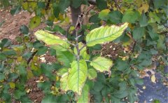 果樹肥害發(fā)生怎么辦？如何預(yù)防果樹肥害？