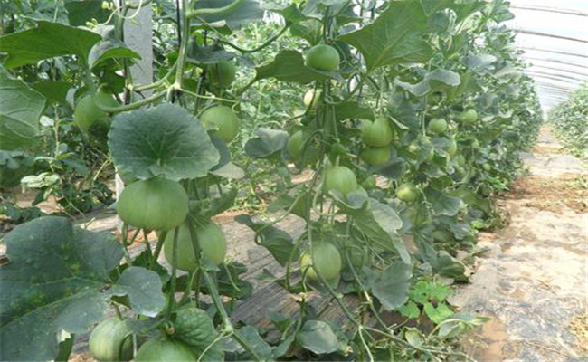 甜瓜瓜胎過(guò)小的原因