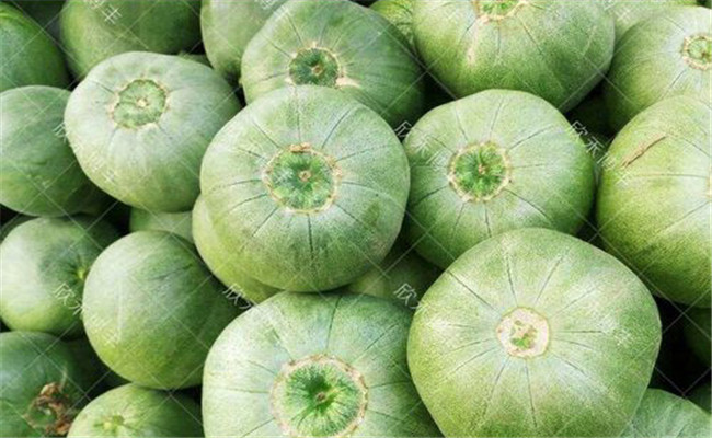 如何挑選購(gòu)買(mǎi)綠寶甜瓜