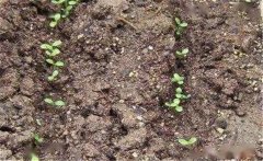 如何提高油麥菜產(chǎn)量？油麥菜種植技術(shù)要點(diǎn)簡(jiǎn)介