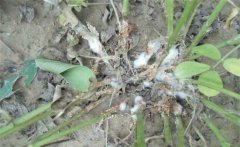 花生白絹病的傳播途徑！如何防治花生白絹病？