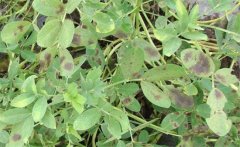 花生普通花葉病如何防治？花生花葉病用什么藥