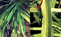 黃花菜病毒病危害癥狀！如何防治黃花菜病毒病