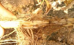 怎樣防治黃花菜根腐病，發(fā)病原因是什么？