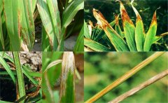 如何預(yù)防黃花菜炭疽病，防治農(nóng)藥是什么藥？