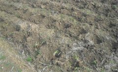 怎樣給黃花菜施肥？黃花菜不同生長(zhǎng)期施什么肥