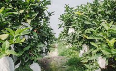 蓮霧種植為什么要套袋？蓮霧的套袋方法是什么