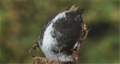 棉花如何預(yù)防棉鈴黑果??？棉鈴黑果病防治措施