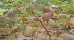 棉花莖枯病的發(fā)病癥狀！棉花莖枯病防治農(nóng)藥！