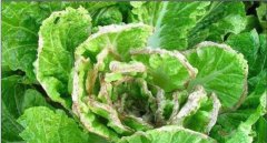 大白菜爛心是怎樣回事 大白菜已爛心還能吃嗎？