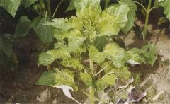 如何防治向日葵花葉病毒病，發(fā)病原因是什么？