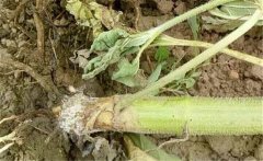 如何預(yù)防向日葵細(xì)菌性莖腐病，用什么藥防治？