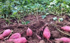 紅薯產(chǎn)量一般是多少？紅薯高產(chǎn)栽培技術(shù)要點