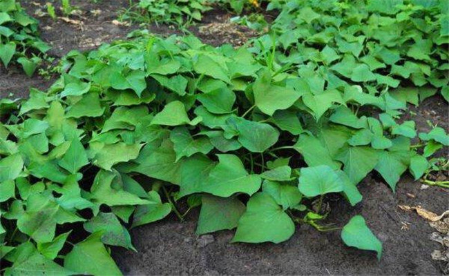 紅薯高產(chǎn)栽培技術要點