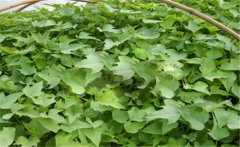 甘薯的原產(chǎn)地是哪里？甘薯和紅薯有什么區(qū)別？