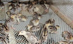 七彩山雞孵化多少天？七彩山雞孵化溫度和濕度